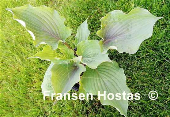 Hosta Valley's Iron Lady